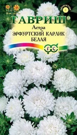Астра Эрфуртский карлик Белая (цветной пакет) 0,3г; Гавриш