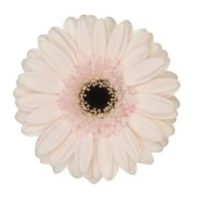 гермини Макарон