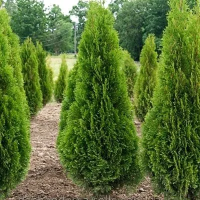 картинка туя западная Смарагд от магазина Флоранж