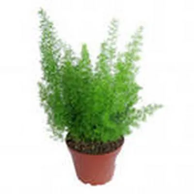 Аспарагус Шпренгери 12/35