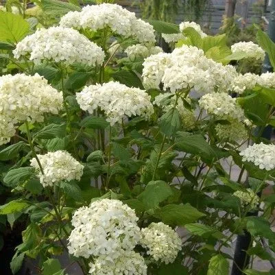 гортензия древовидная Аннабель