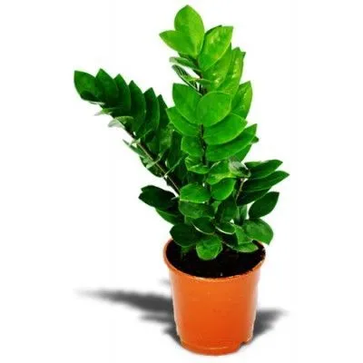 Замиокулкас Замиофолия 17/70