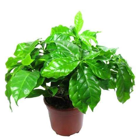 Кофе Арабика 12/25