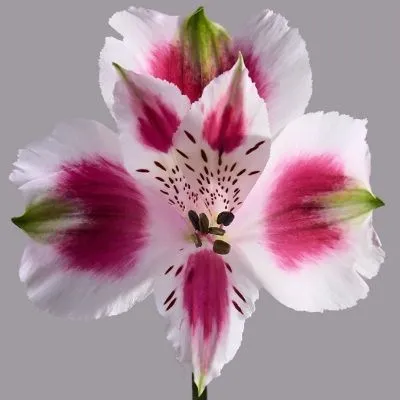 картинка альстромерия Андалусия от магазина Флоранж