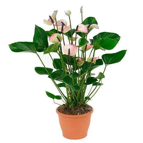 картинка Антуриум андр. Пурпл 14/40 от магазина Флоранж