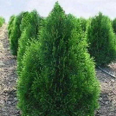 картинка туя западная Брабант от магазина Флоранж