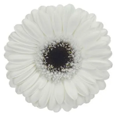 гермини Лидо