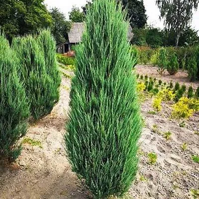 картинка можжевельник скальный Скайрокет от магазина Флоранж