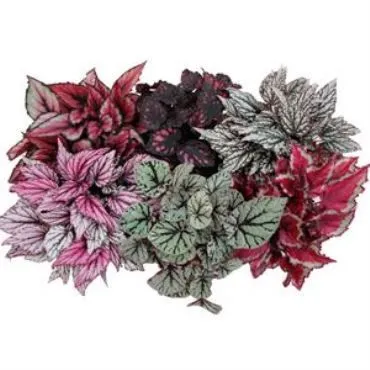 картинка Бегония Блад Микс 13/25 РОС от магазина Флоранж