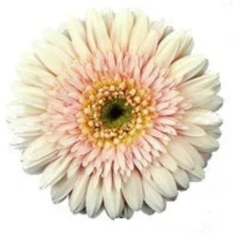 гербера Кремовая; Россия