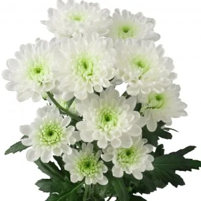 картинка хризантема кустовая Алтай Linflowers 110 от магазина Флоранж