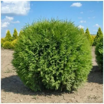 картинка туя западная Глобоза от магазина Флоранж