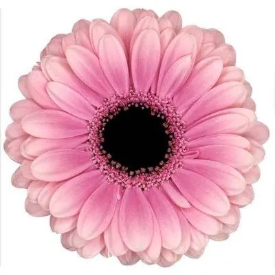 гермини Эсми