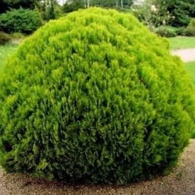 картинка туя западная Даника Аурея от магазина Флоранж