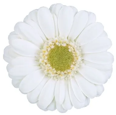 гермини  Албино