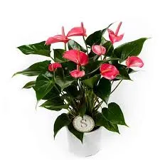 картинка Антуриум андр. Пинк 17/50 от магазина Флоранж