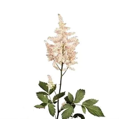 астильба Европа
