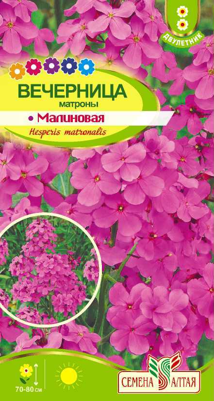 Вечерница Матроны Малиновая (цветной пакет) 0,2г; Семена Алтая