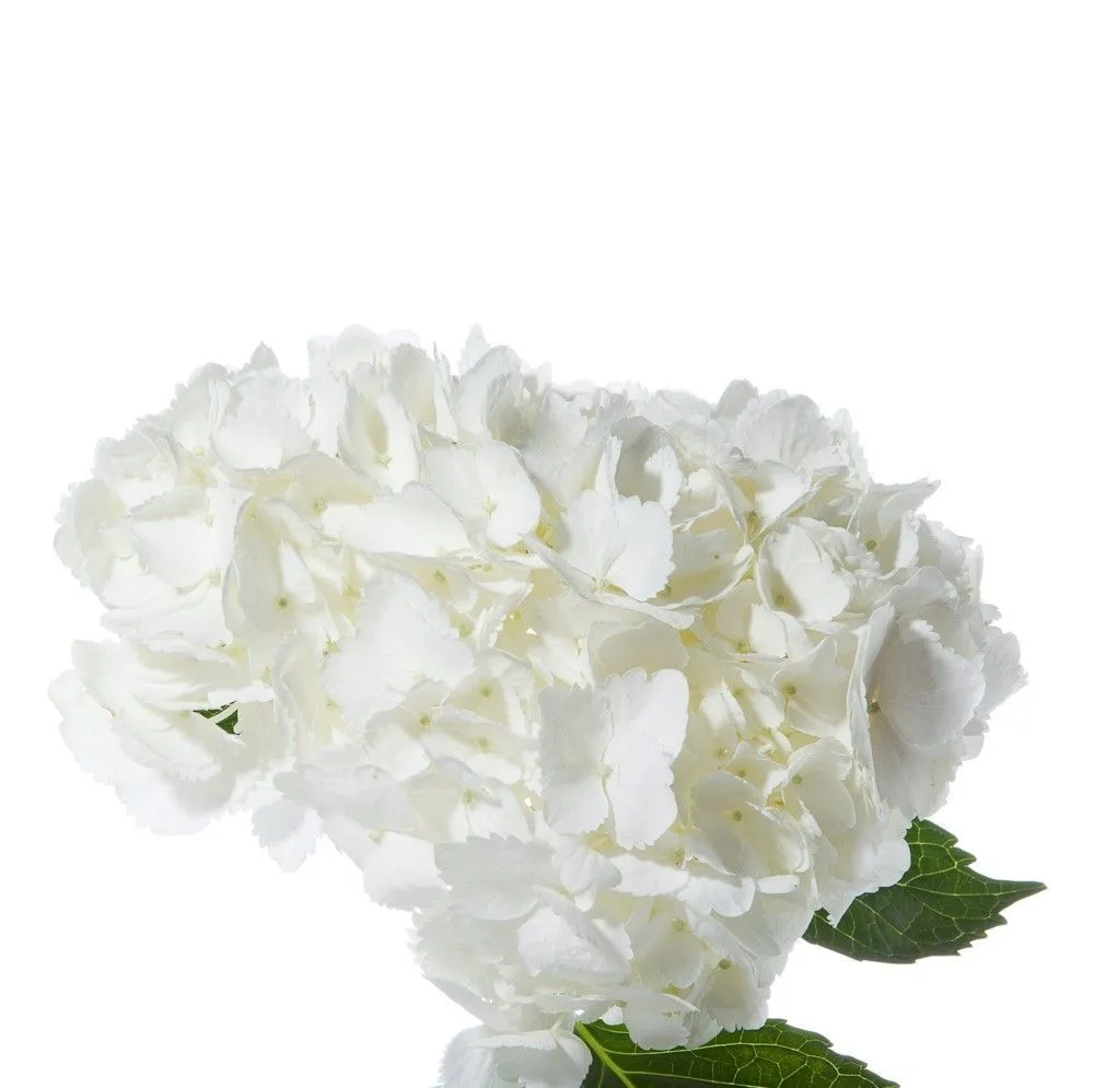 гидрангия Джамбо Вайт; Колумбия