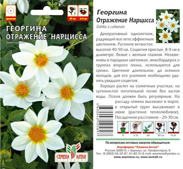 Георгина Отражение Нарцисса (цветной пакет) 0,2г; Семена Алтая