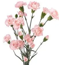 гвоздика кустовая розовая; Колумбия