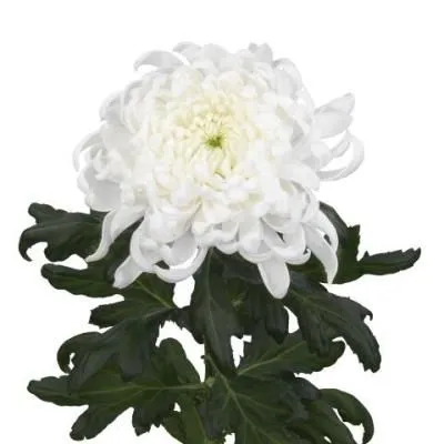 хризантема одноголовая Туту