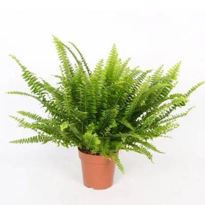 Нефролепис Грин Момент 12/25