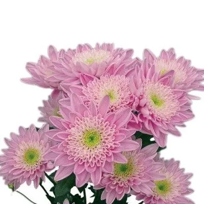 хризантема кустовая Коммандер Пинк