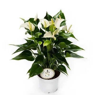 Антуриум Вайт Чемпион 12/45