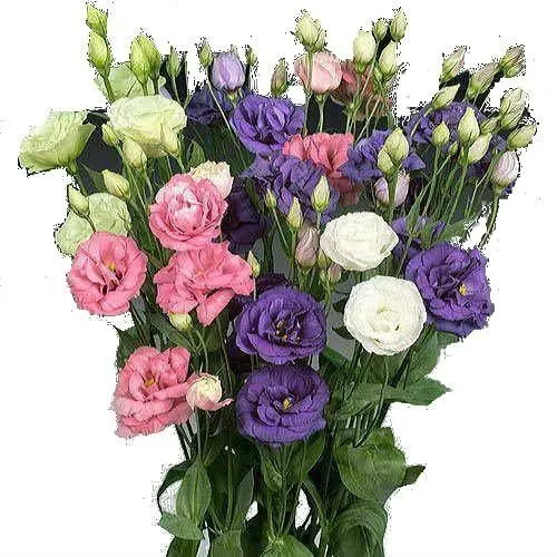 эустома Алиса Микс; Израиль