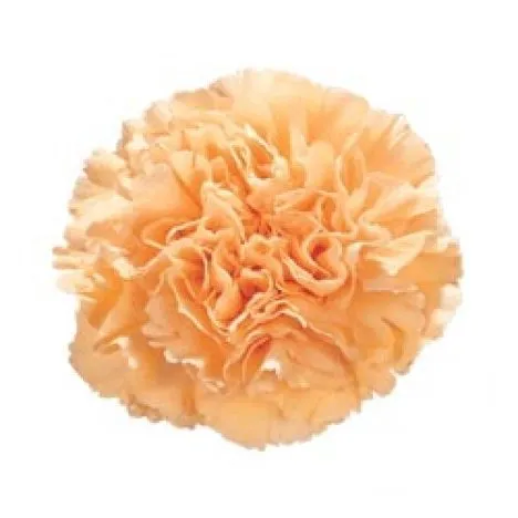 гвоздика одноголоавя Персиковая, Колумбия