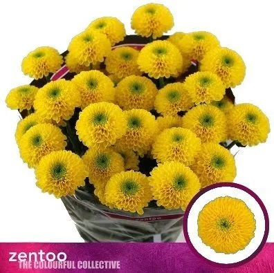 картинка х летитби от магазина Флоранж