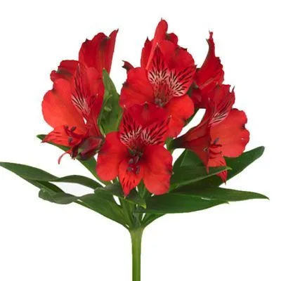 картинка _альстромерия ред 80 тесса от магазина Флоранж