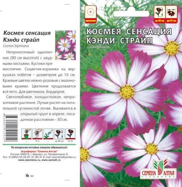 Космея Сенсация Кенди Страйп . (цветной пакет) 0,5г; Семена Алтая