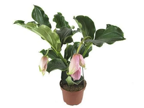 Мединилла Магнифика 14/30