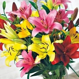 картинка лилия лонгифлорум Микс от магазина Флоранж