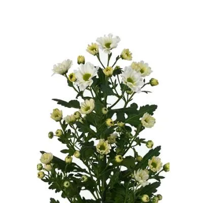 хризантема кустовая Сантини Росси Вайт