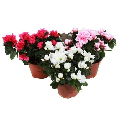 Азалия Микс 12/25