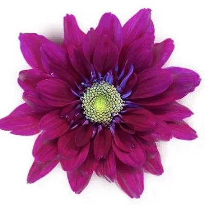 х серенити пурпл