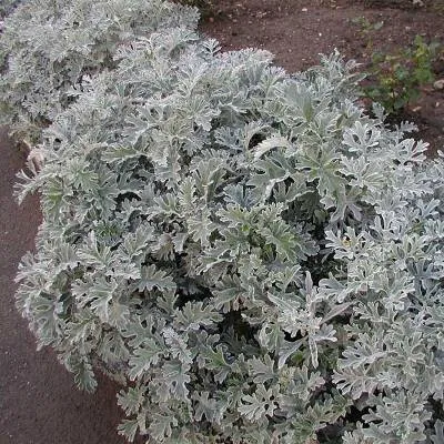 Рассада Цинерария микс