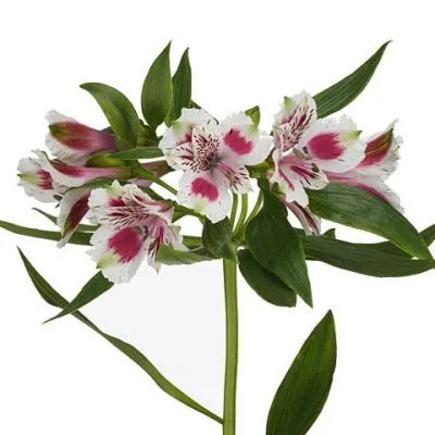 _альстромерия биколор 80 тесса