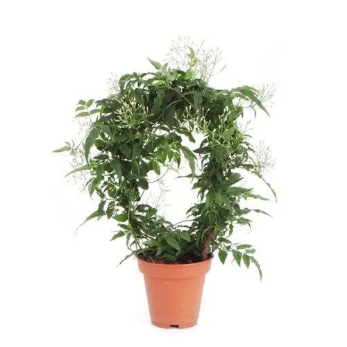 картинка Жасмин 11/30 от магазина Флоранж