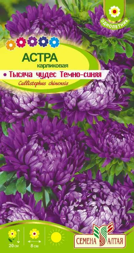Астра Тысяча чудес темно-синяя карликовая (цветной пакет) 0,15г; Семена Алтая