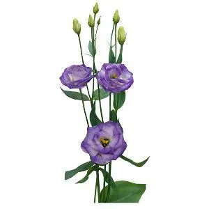 эустома Лизанн Блу Флеш