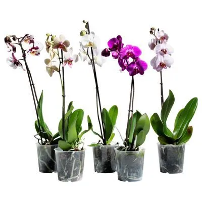 картинка Фаленопсис микс 12/70 1 ств от магазина Флоранж