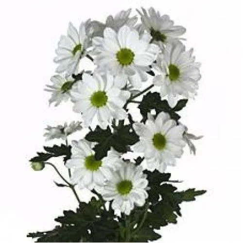 хризантема кустовая Кеннеди