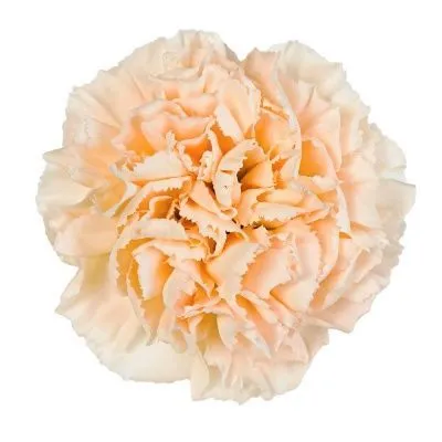 гвоздика одноголовая Брют; Колумбия