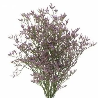 лимониум Cафора Лила