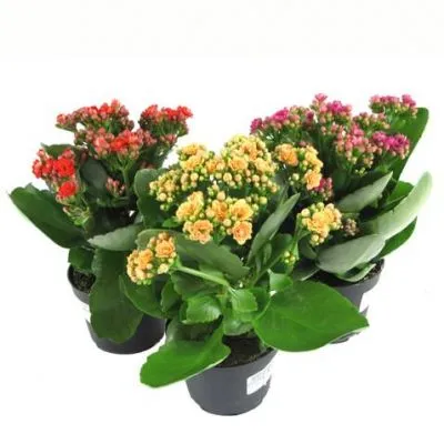 картинка Каланхое Микс 12/25 от магазина Флоранж