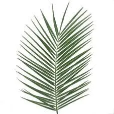 картинка фойникс в вакууме от магазина Флоранж